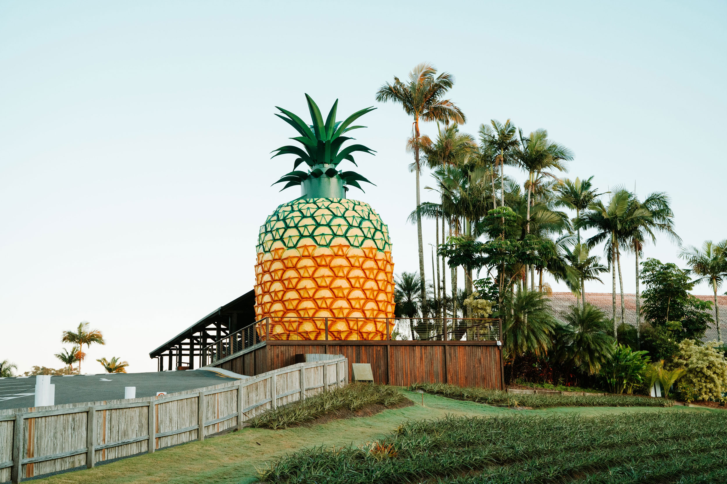 The big pineapple - about us